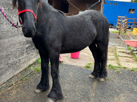 Registered dales yearling filly
