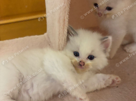Ragdoll Kittens
