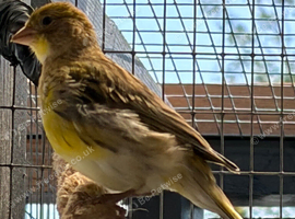 Loving home wanted for male canary