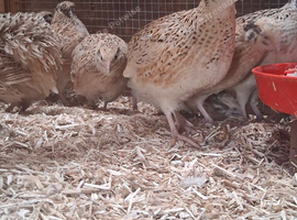 Jumbo coturnix quail POL