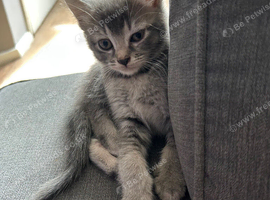 4 Stunning Siamese Mixed Kittens