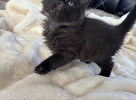 Kitten