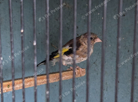 Goldfinches
