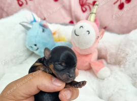Yorkshire terrier Puppies
