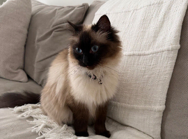 Ragdoll cat