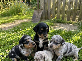 4 beautiful boys looking for a place to call home!