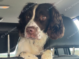 Gorgeous male springer