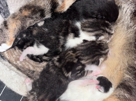 5x Kittens