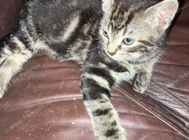 Tabby Boy Kitten