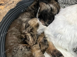 Tibetan Terrier puppy