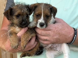 8 weeks old border terrier x jack Russell pups