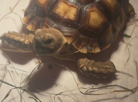 Female 6 months old