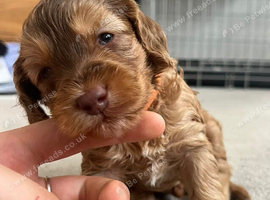 3 x Toy F2 Cockapoo puppies left!