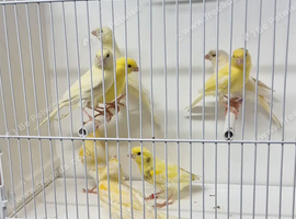 Yellow mosaic red eye carrier
