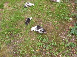 Call ducks available