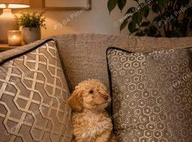 Pedigree Cockerpoo