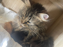 Two beautiful kittens left