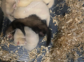 8 week old ferrets