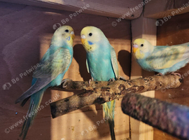 Budgies for sale