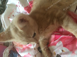 Kitty-kitty!