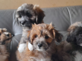 Lhasa-chon puppies for sale