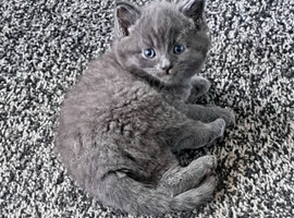 Stunning blue kittens