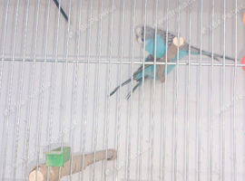 Blue budgies