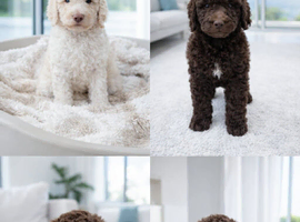 Stunning standard poodle puppies looking loving homes