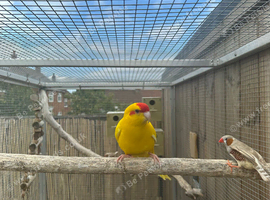 Male Kakariki