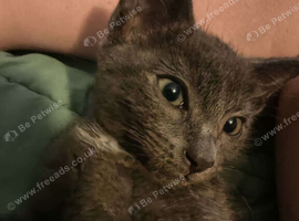 12 WEEK OLD grey/white kitten