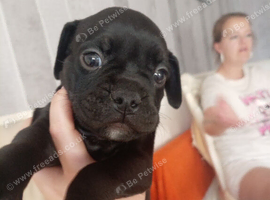 8 week old French bulldog cross english bulldog
