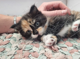 Kitten