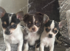 Chihuahua puppies Ready to leave