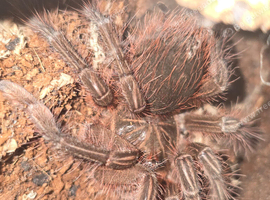 Tarantula list females, males and usexed