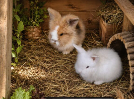 Lionhead