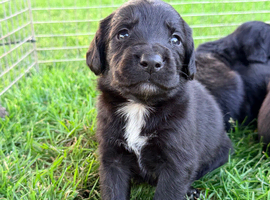 Springador Puppies