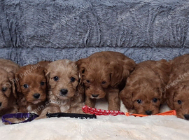 Cavapoo mix litter