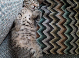 Beautiful kitten