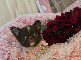 Xx Quality chihuahua longcoat chocolate Xx