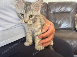 Female Mainecoon for sale