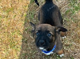 Belgium shepherd x German Shepherd