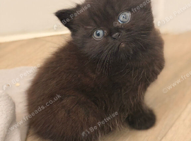 British longhair kittens