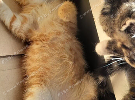 5 males ginger kitten and two girls