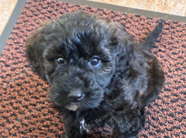 Merle labradoodles