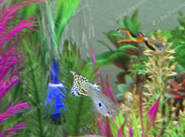 Guppies for Sale