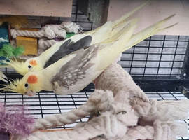 8x cockatail breeding colony