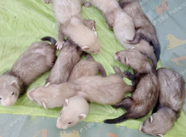 Ferret kits hobs and Jill's