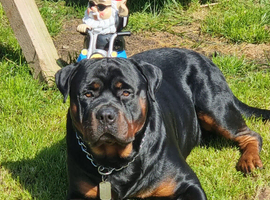 Stud dog. 1.5 years NOT FOR SALE. For Stud
