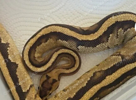Male ball python