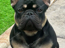 French Bulldog for Stud